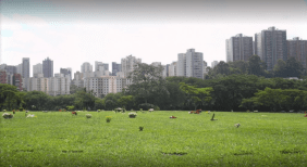 Cemitério do Morumbi 