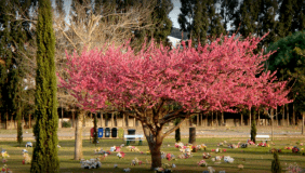 Cemitério Parque São Pedro 