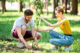 O que fazer para o Dia do Meio Ambiente: Mutirão de plantio de árvores